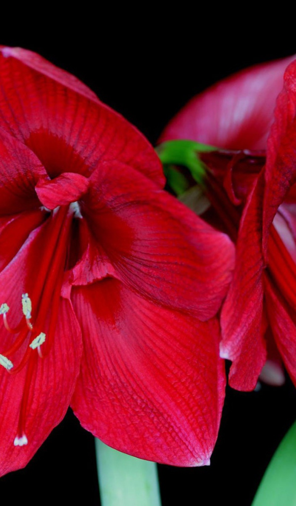 Амариллис в цвету