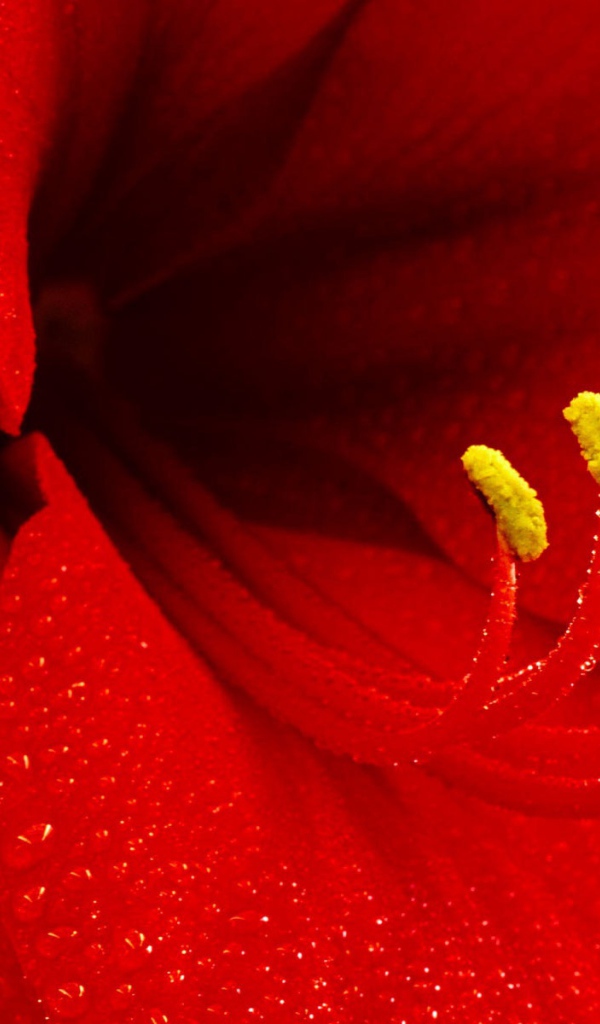 Цветок амариллиса