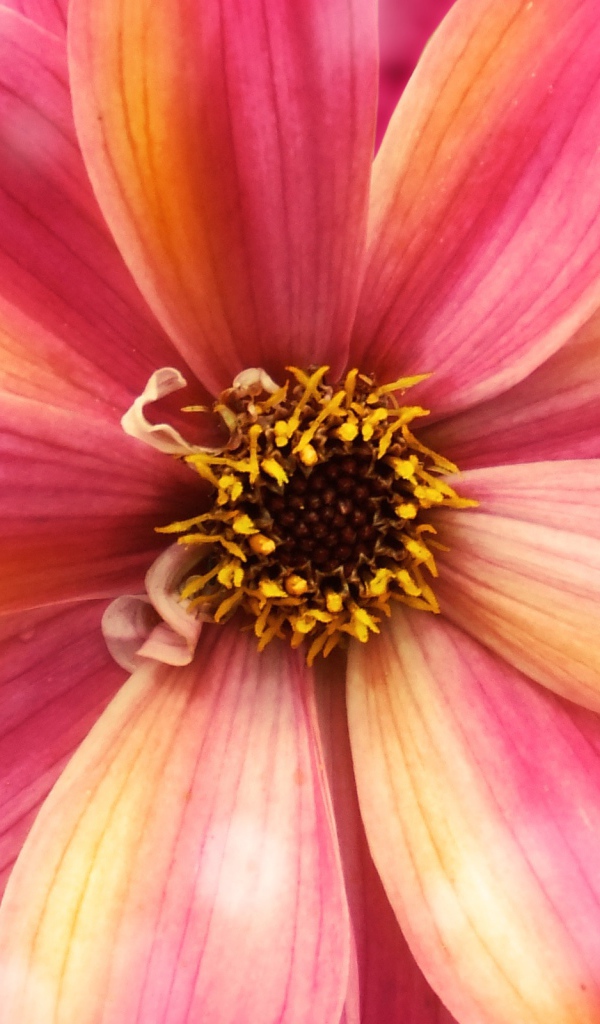 Удивительный цветок