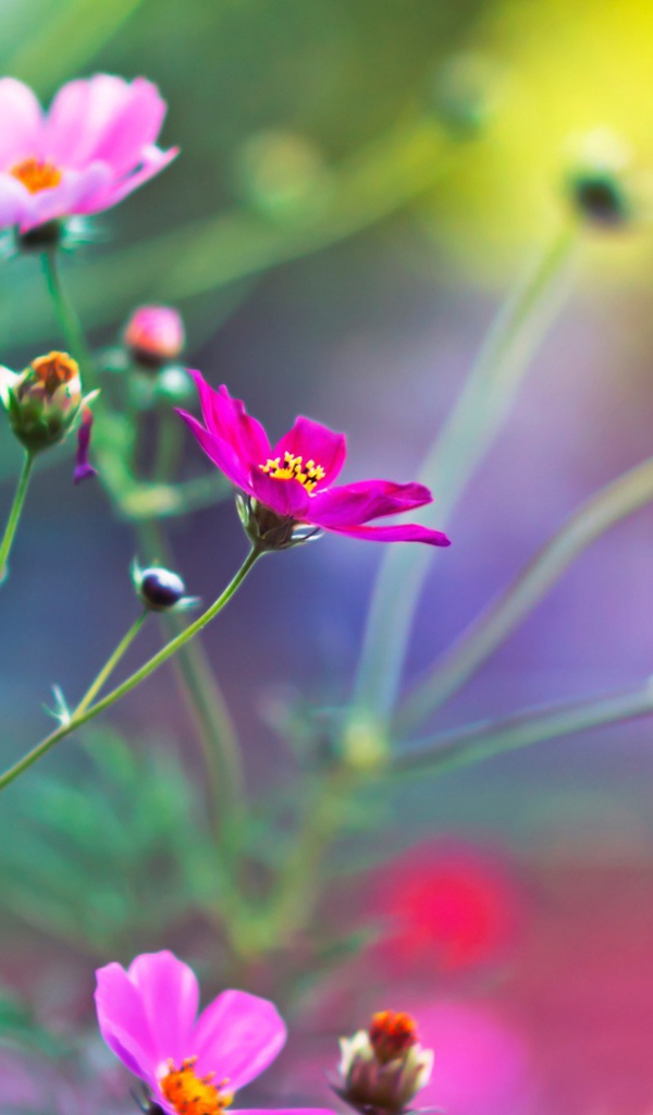 Удивительные цветы