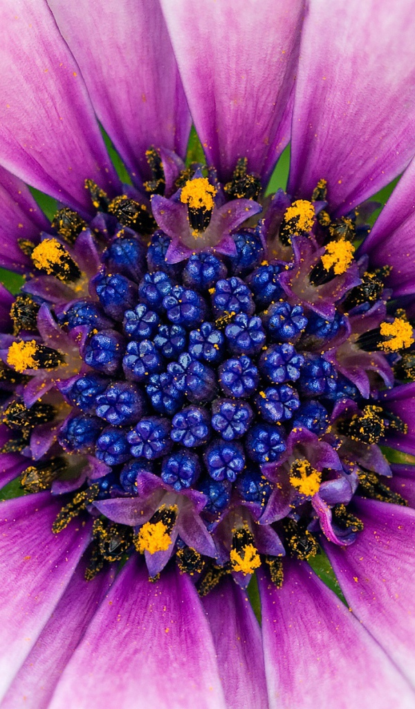 Восхитительный сиреневый цветок