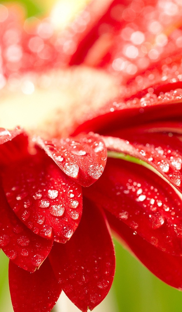 Изумительный красный цветок