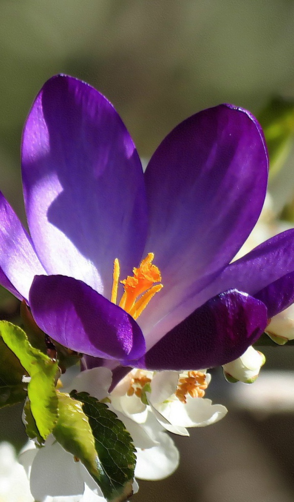 Синий цветок среди белых