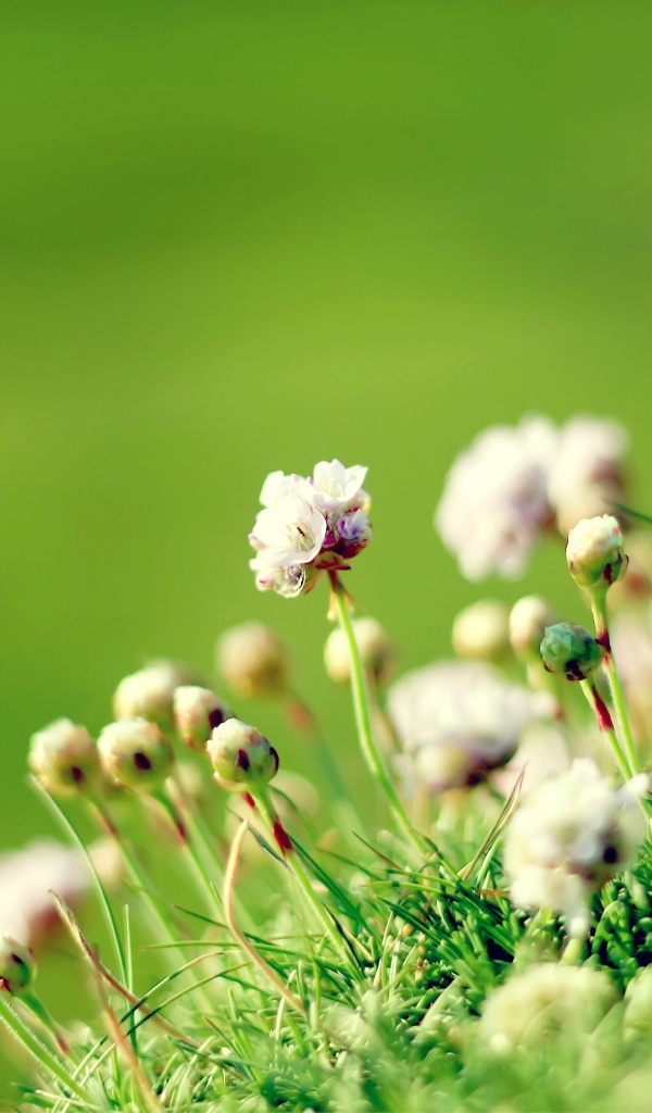 Полевые цветы