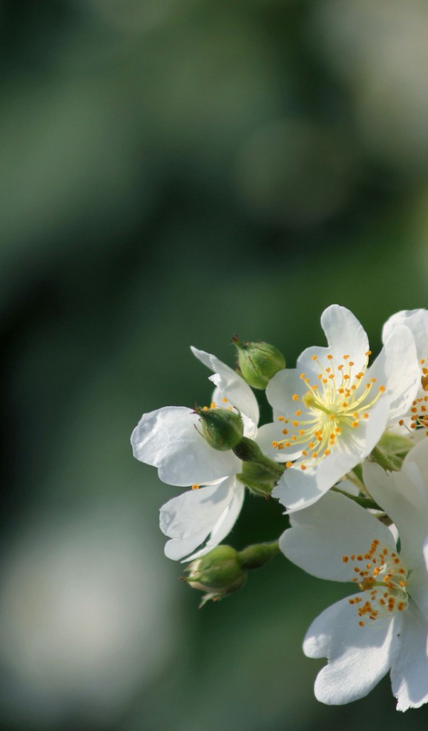 Яблоневый цвет