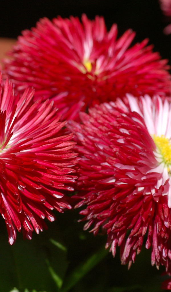 Садовые цветы астра на дачном участке