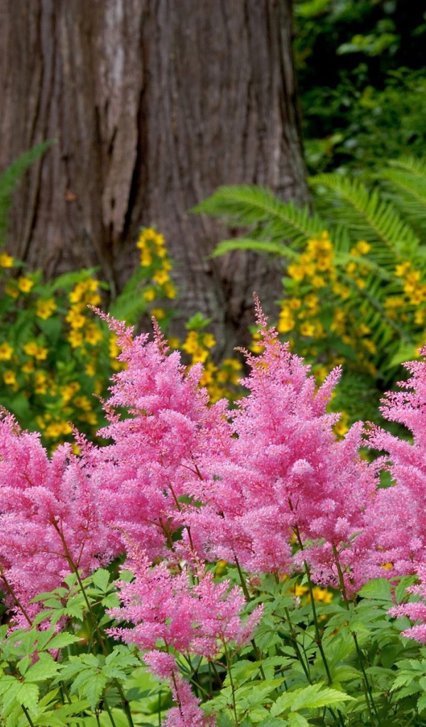 Красивая астильба в саду