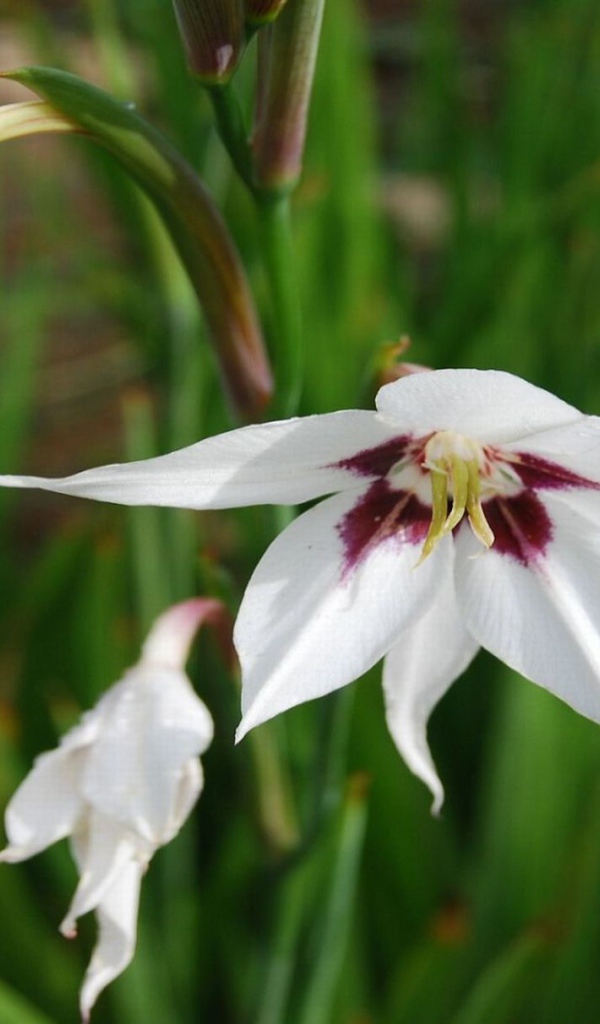 Садовые цветы ацидантера на дачном участке