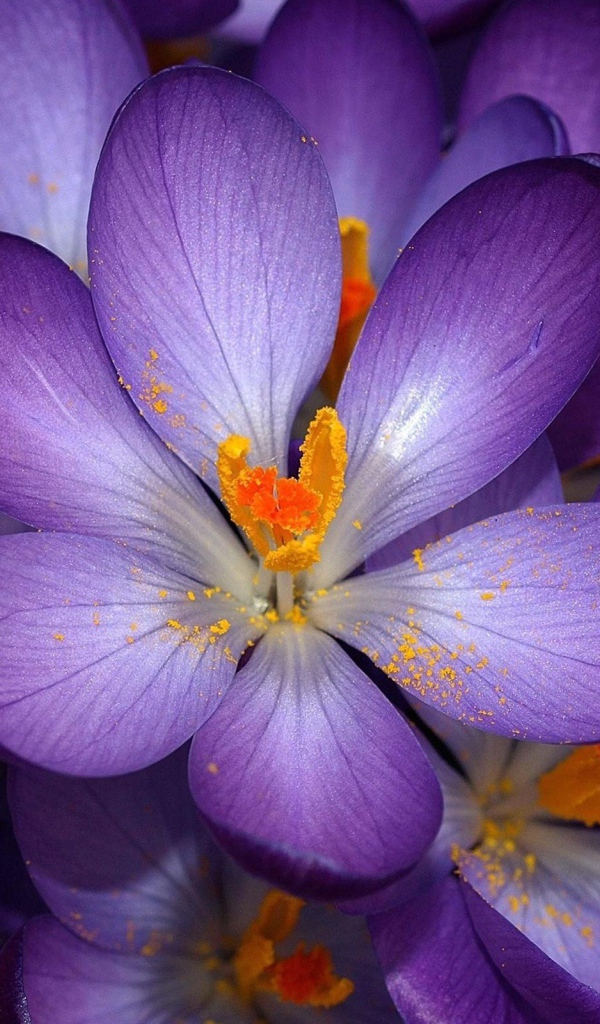 Осенние крокусы