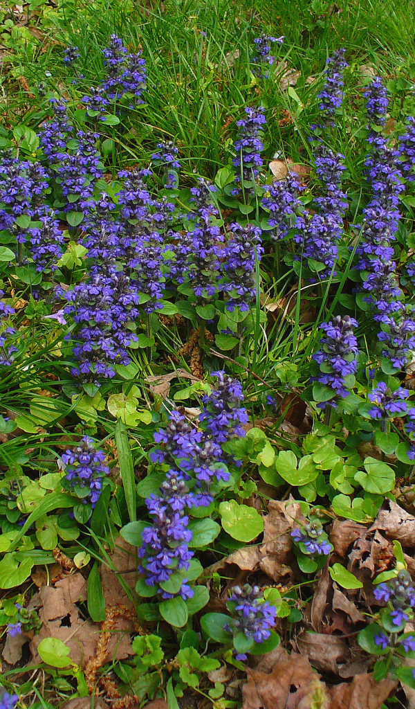 Садовые цветы аюга на дачном участке