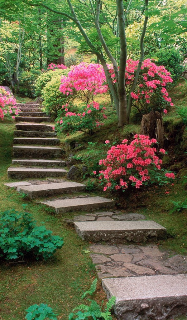 Азалии в японском саду