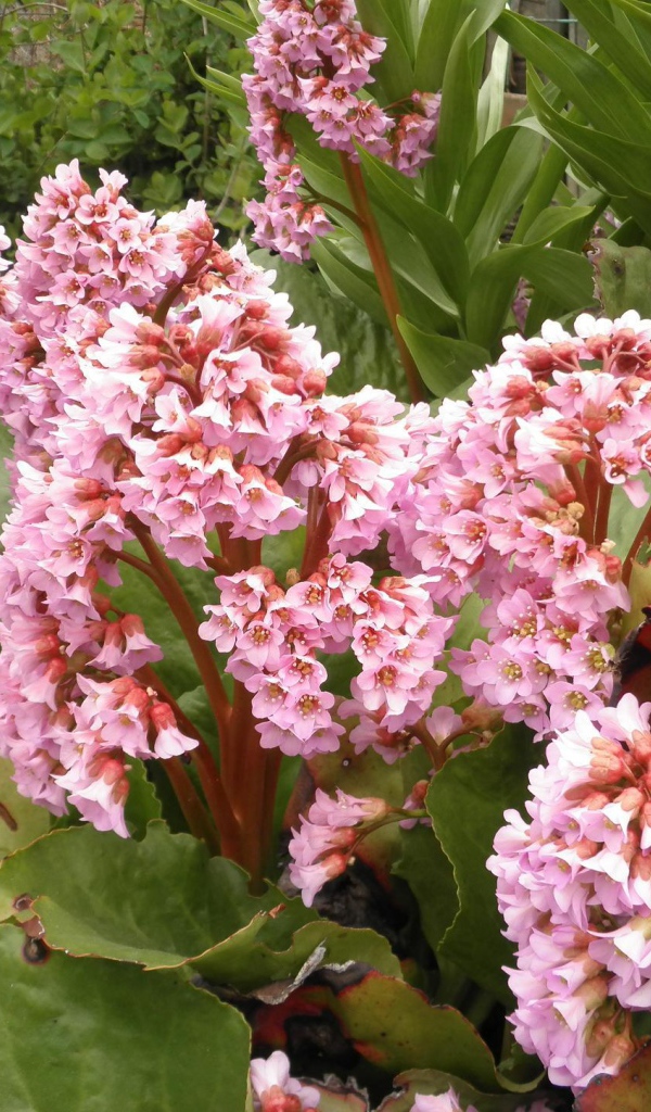 Бадан красивое многолетнее растение