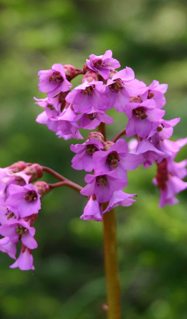 Бадан красивое растение в лесу