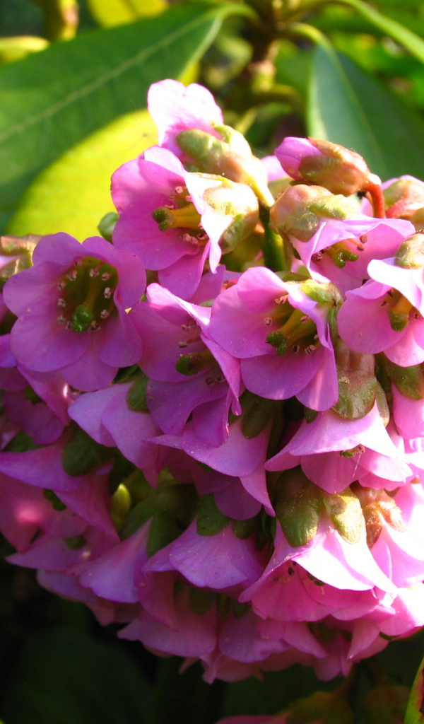 Бадан красивое растение в саду