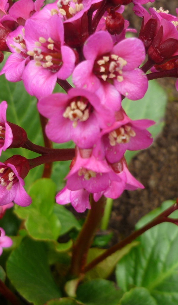 Бадан растение семейство камнеломковых