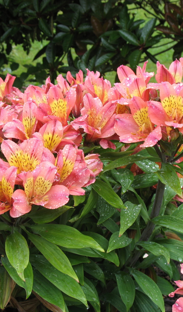 Красивая цветы альстремерия в саду