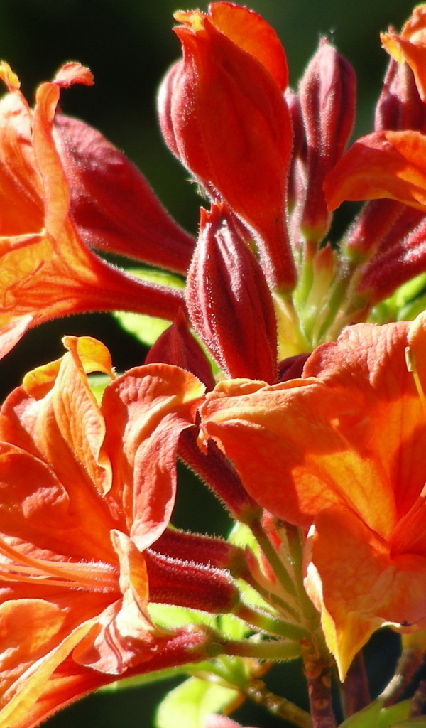 Красивая альстремерия в саду