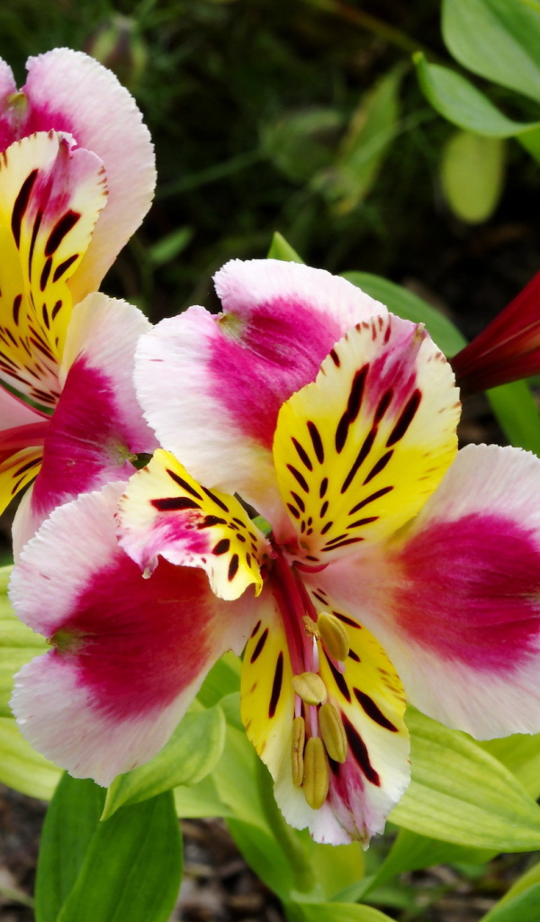 Красивая альстремерия на дачном участке