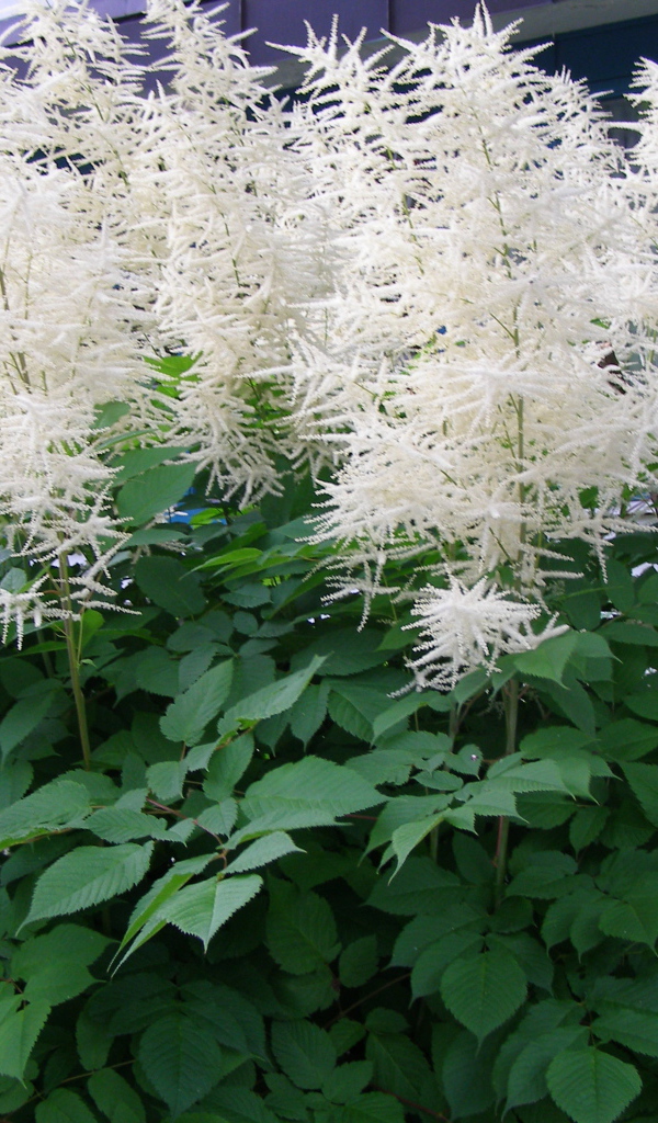 Красивая астильба на дачном участке