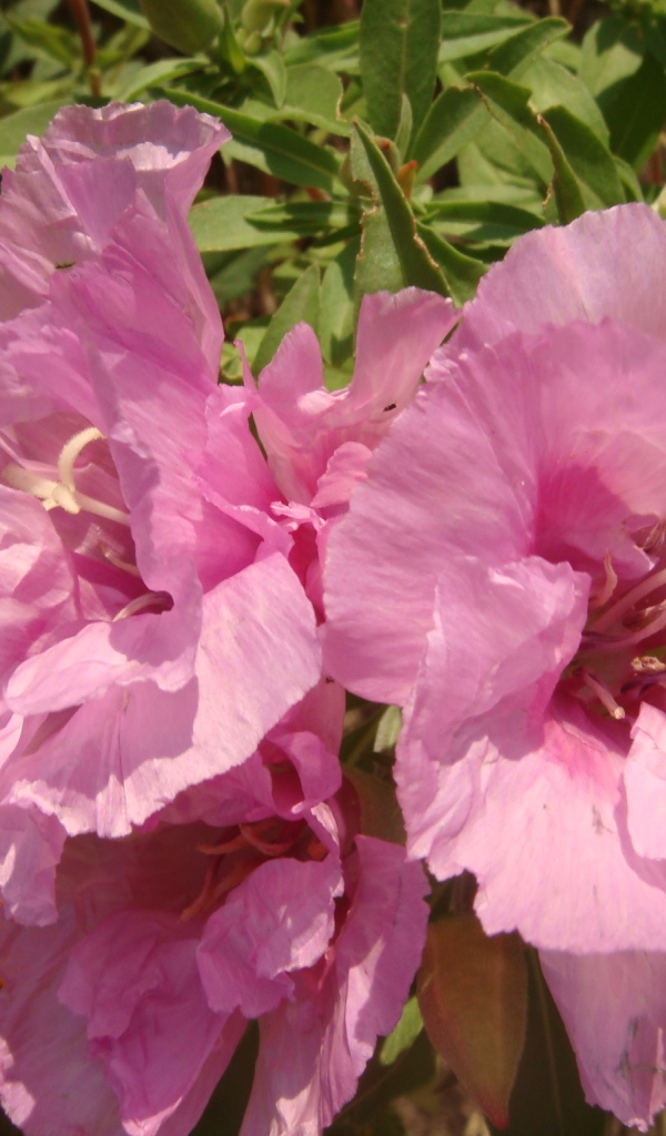 Красивая кларкия (годеция) на дачном участке