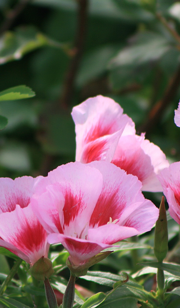 Красивая кларкия (годеция) в саду