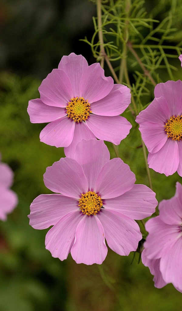 Красивые цветы космея в парке