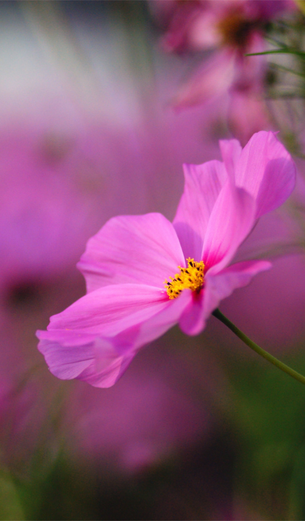 Красивые цветы космея на поляне