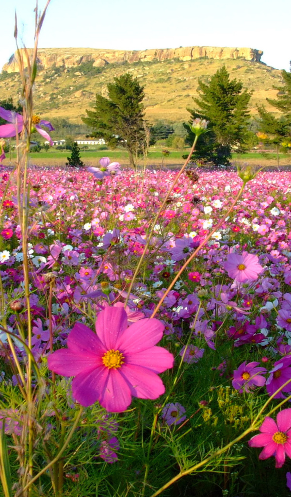 Красивая космея в саду