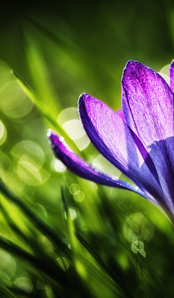 Красивый цветок Крокус в саду