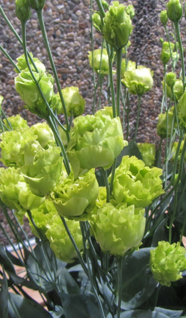 Красивая эустома (ирландская роза) в саду