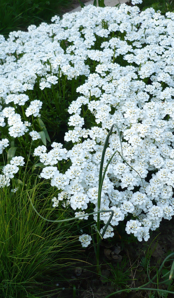 Красивый иберис на дачном участке