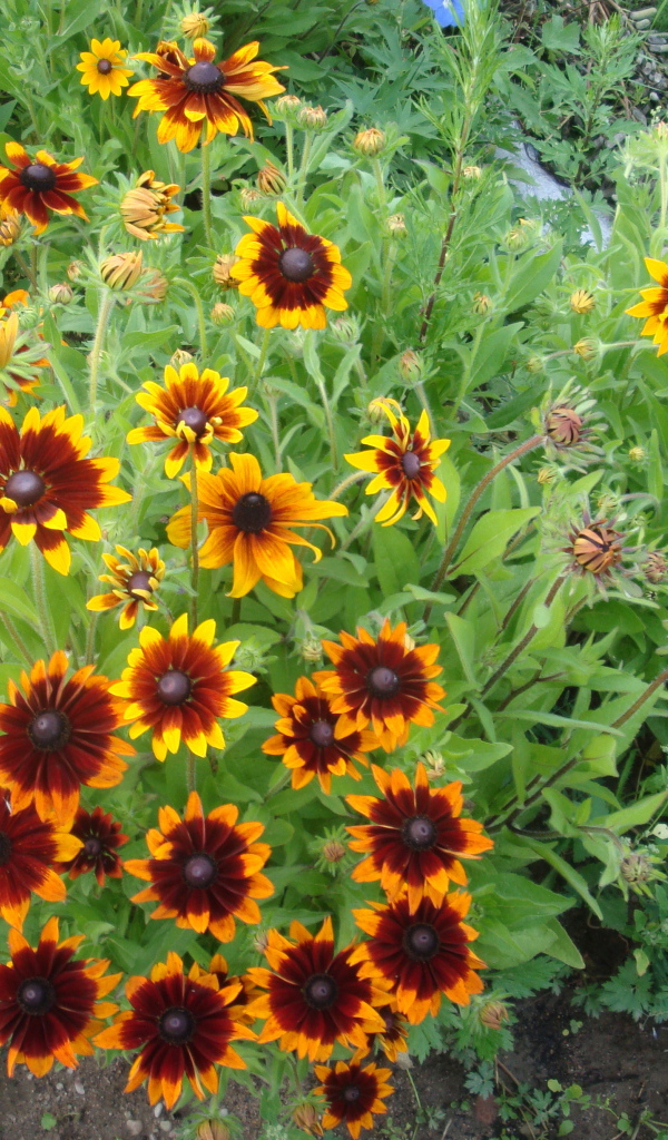 Красивая рудбекия на дачном участке
