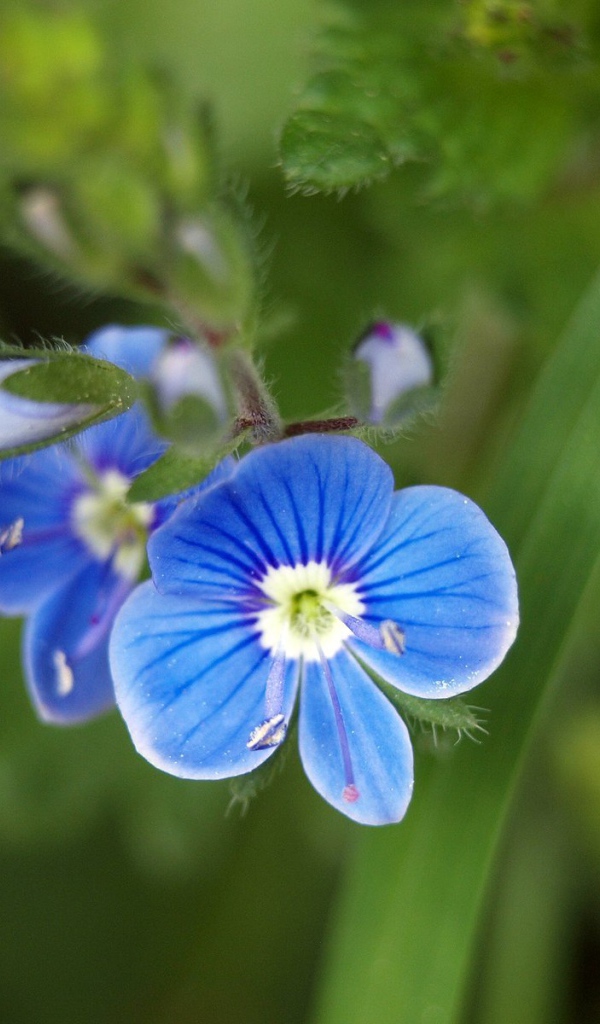 Красивая вероника в саду