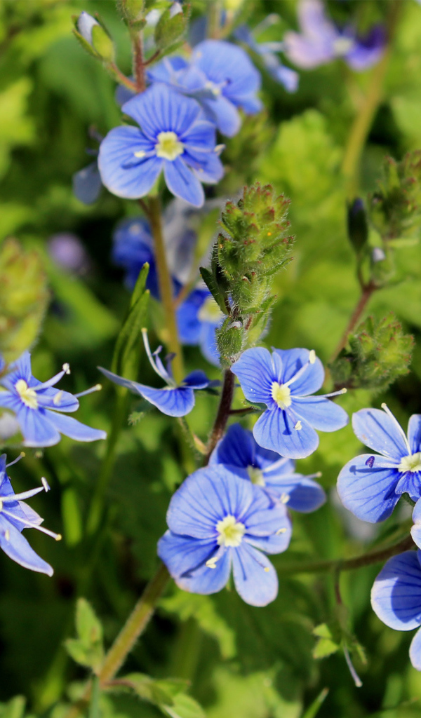 Красивая вероника на дачном участке