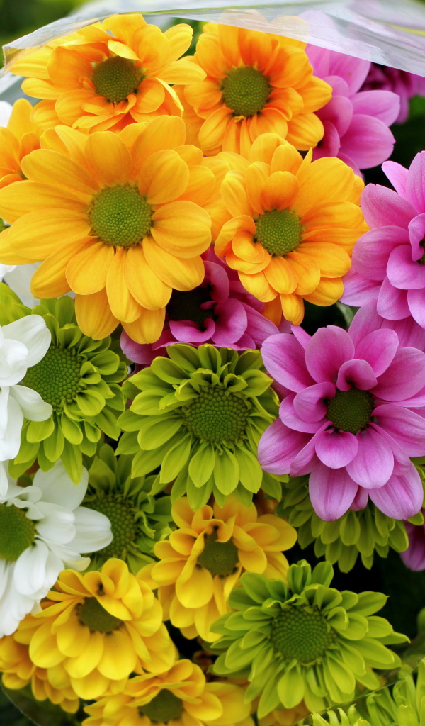 Красивые и яркие цветы хризантема