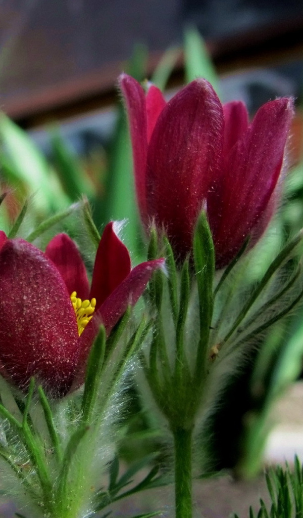 Красивая анемона в саду