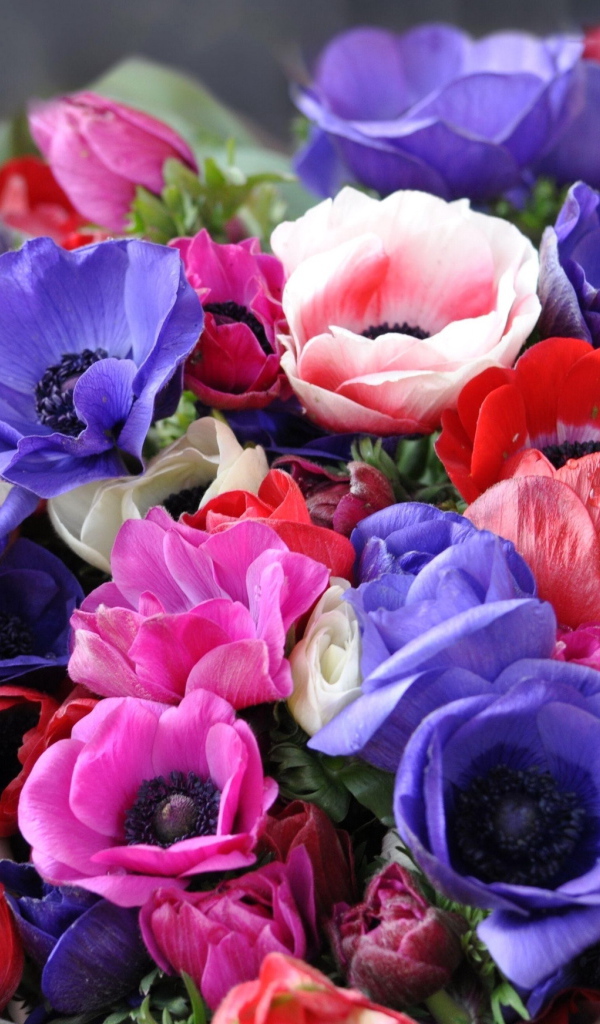 Красивая анемона на дачном участке