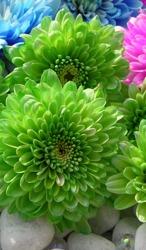 Красивая астра в саду