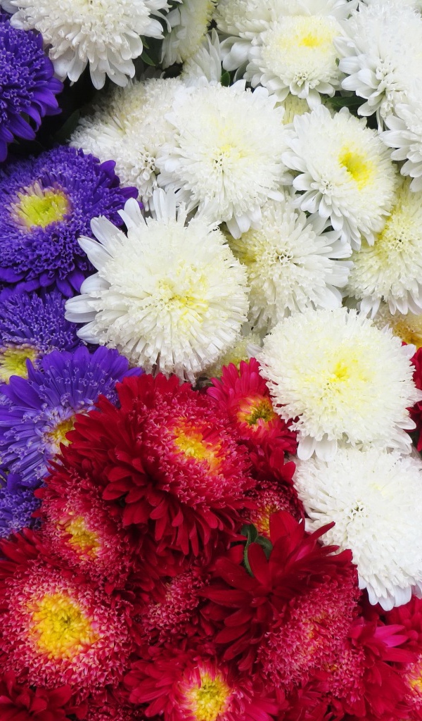 Красивая астра на дачном участке