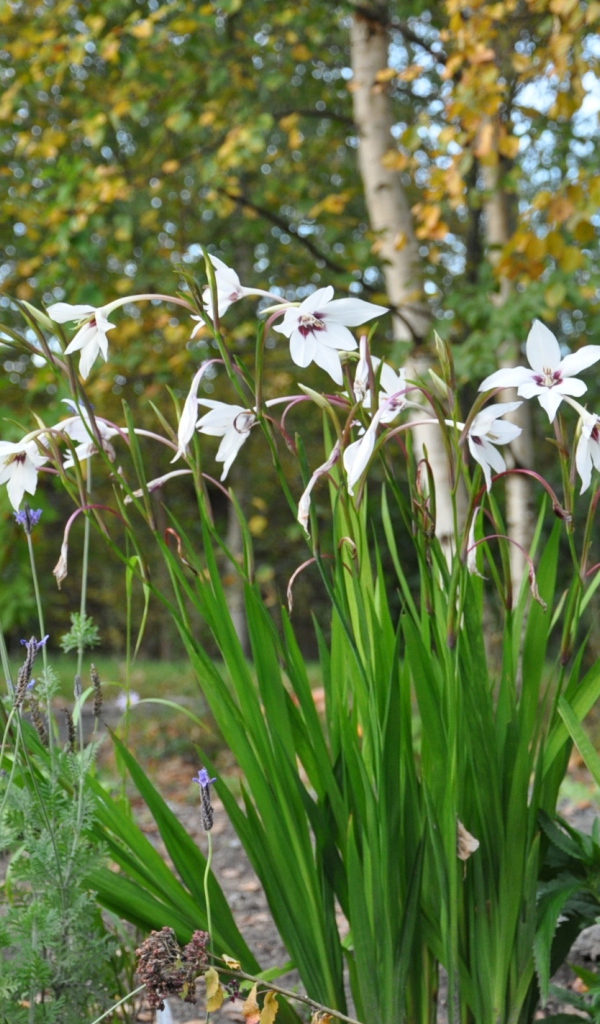 Красивая ацидантера на дачном участке