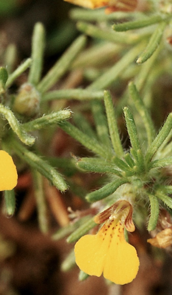 Красивая аюга на дачном участке