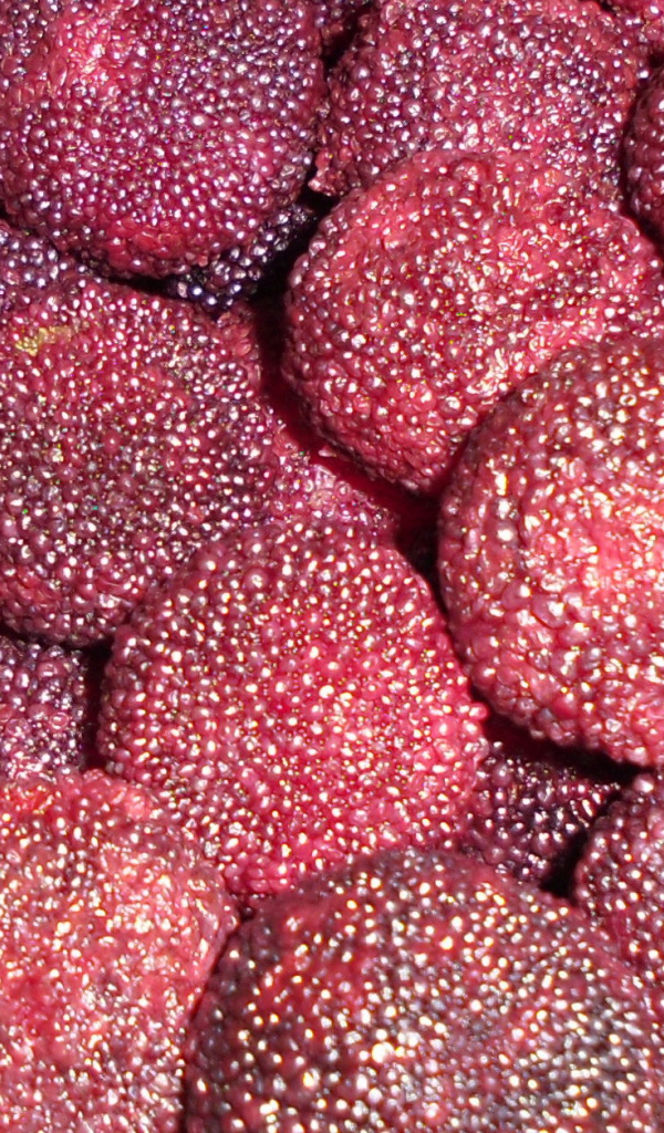 Красивые ягоды восковник из сада