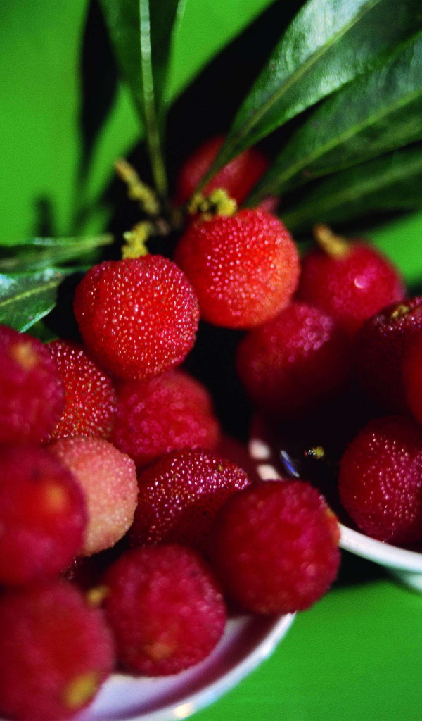 Красивые ягоды растения восковник