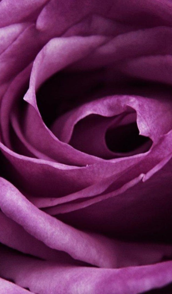 Красивая большая фиолетовая роза крупным планом