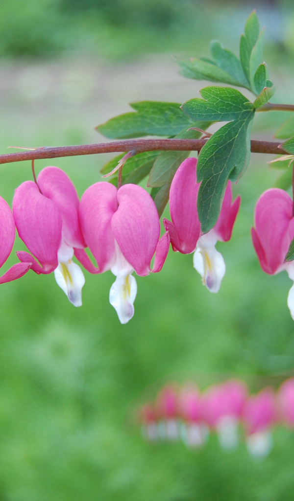 Красивые цветы дицентра на  клумбе в саду