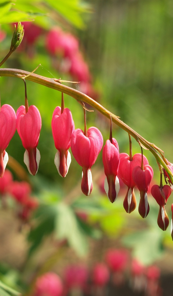 Красивые цветы дицентра в лесу