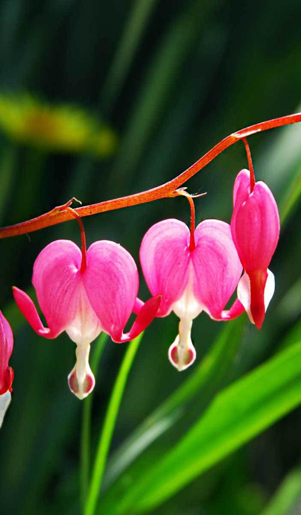 Красивые цветы дицентра в саду