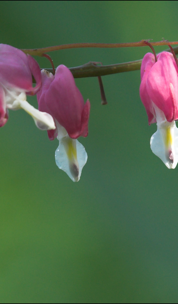 Красивые цветы дицентра в парке