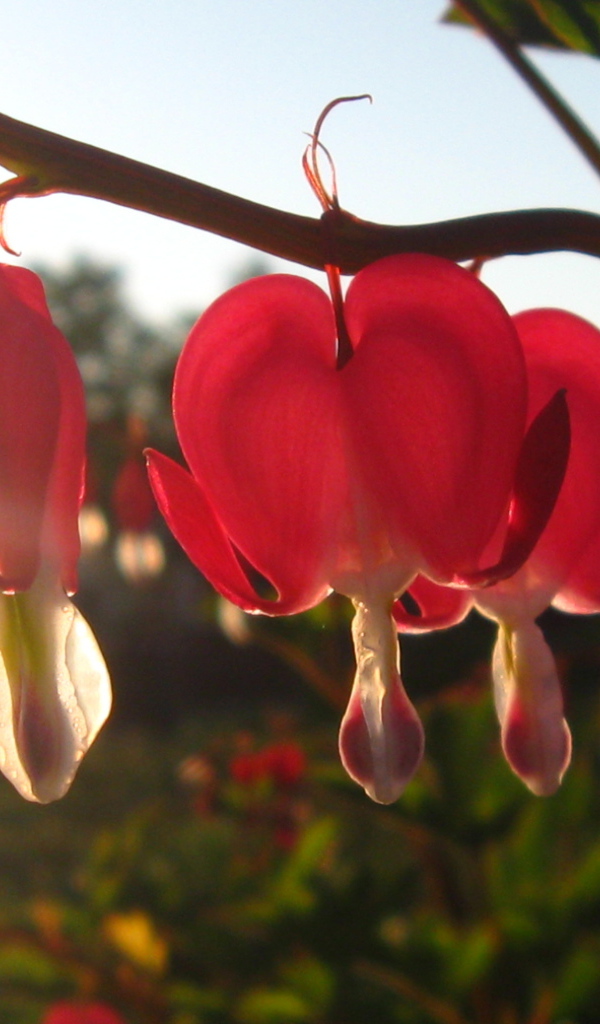 Красивая дицентра в саду