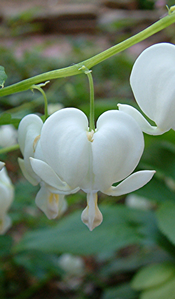 Красивая дицентра на дачном участке